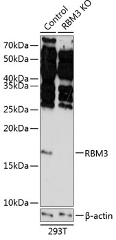 Anti-RBM3 Antibody [KO Validated] (CAB19967)