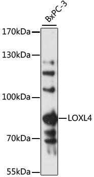 Anti-LOXL4 Antibody (CAB13131)