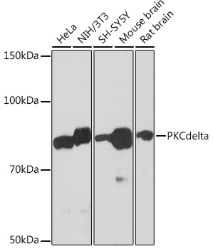 Anti-PKCdelta Antibody (CAB7778)