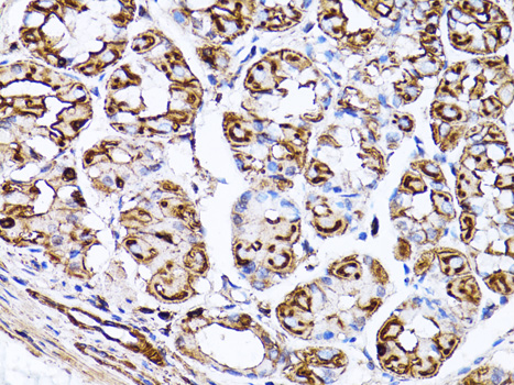 Anti-Beta Actin Mouse Monoclonal Antibody (CABC004)