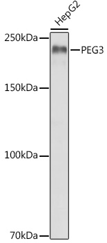 Anti-PEG3 Antibody (CAB12671)