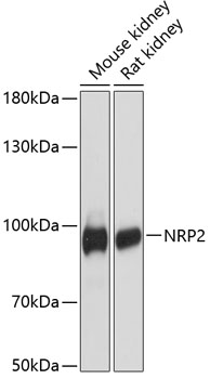 Anti-NRP2 Antibody (CAB12758)