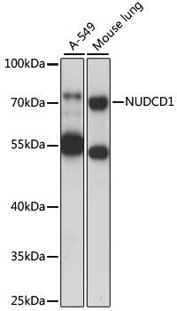 Anti-NUDCD1 Antibody (CAB15919)