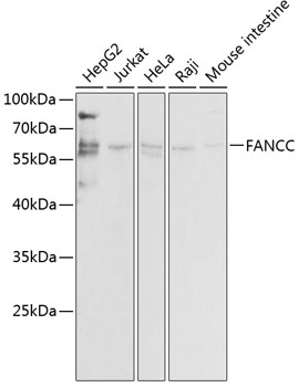 Anti-FANCC Antibody (CAB1812)