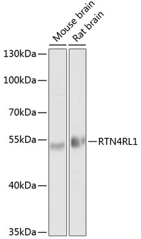 Anti-RTN4RL1 Antibody (CAB10021)