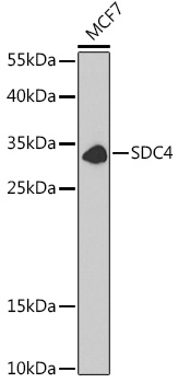 Anti-SDC4 Antibody (CAB1834)