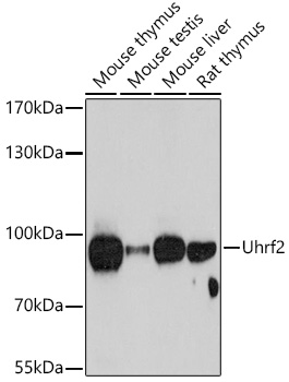 Anti-Uhrf2 Antibody (CAB13647)