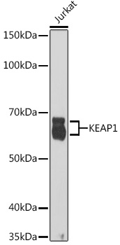 Anti-KEAP1 Antibody [KO Validated] (CAB17061)