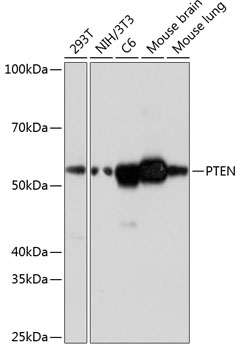 Anti-PTEN Antibody [KO Validated] (CAB19104)