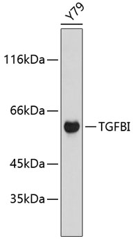 Anti-TGFBI Antibody (CAB11916)