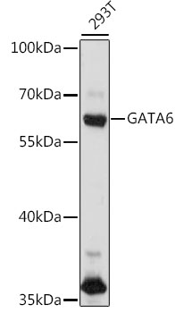 Anti-GATA6 Antibody (CAB16634)