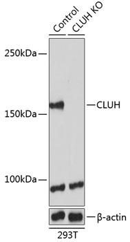 Anti-CLUH Antibody [KO Validated] (CAB19979)