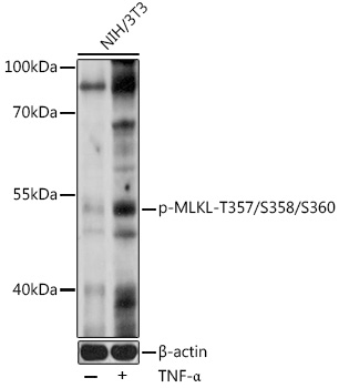 Anti-Phospho-MLKL-T357/S358/S360 Antibody (CABP0949)