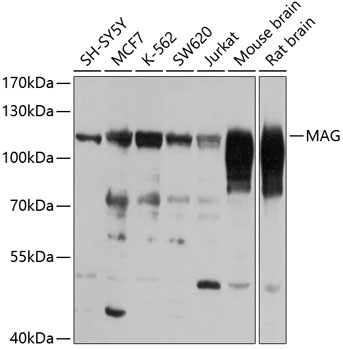 Anti-MAG Antibody (CAB7186)