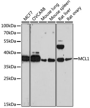 Anti-MCL1 Antibody (CAB0434)