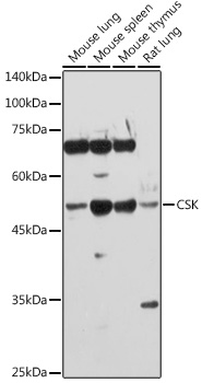 Anti-CSK Antibody [KO Validated] (CAB0735)