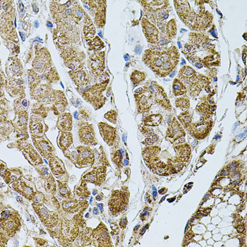 Anti-CHRFAM7A Antibody (CAB7844)