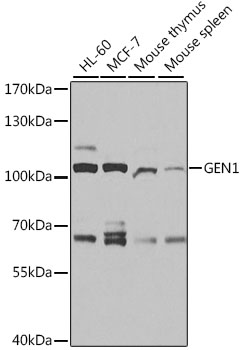 Anti-GEN1 Antibody (CAB10001)