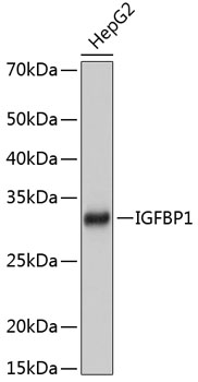 Anti-IGFBP1 Antibody