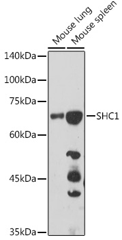 Anti-SHC1 Antibody (CAB7725)