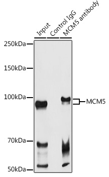 Anti-MCM5 Antibody (CAB13514)