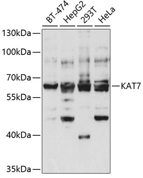 Anti-KAT7 Antibody (CAB5823)