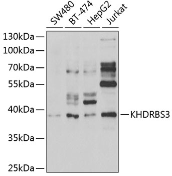 Anti-KHDRBS3 Antibody (CAB6637)