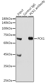 Anti-PCK1 Antibody (CAB2036)