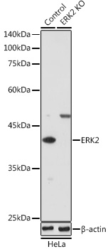 Anti-ERK2 Antibody [KO Validated] (CAB11186)