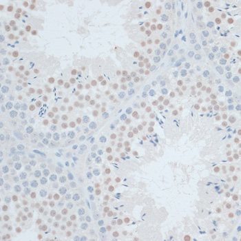 Anti-ZNF446 Antibody (CAB14912)