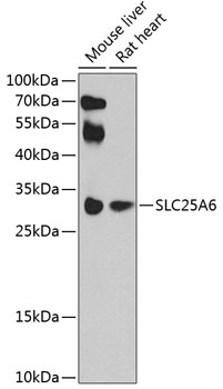 Anti-SLC25A6 Antibody (CAB3585)