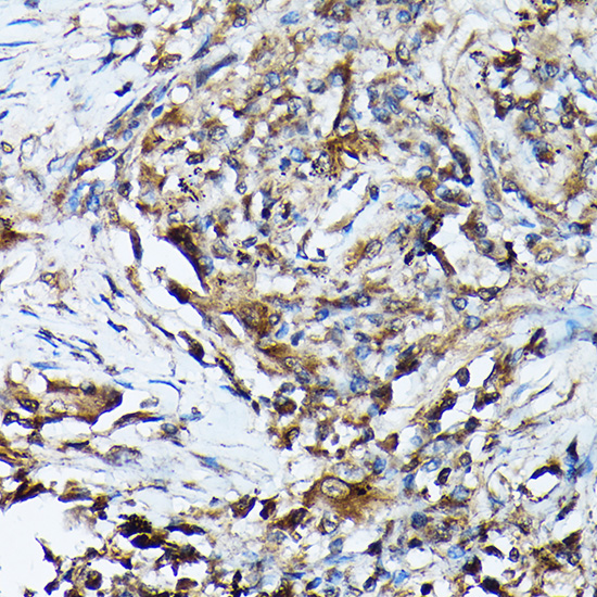 Anti-NLRP1 Antibody (CAB16212)