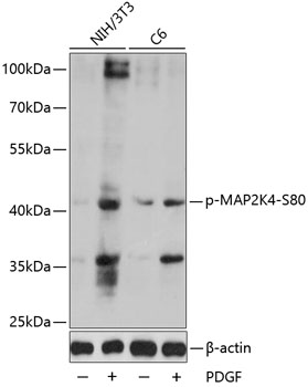 Anti-Phospho-MAP2K4-S80 Antibody (CABP0067)