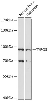 Anti-TYRO3 Antibody (CAB14259)