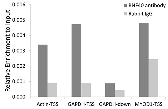 Anti-RNF40 Antibody (CAB6443)