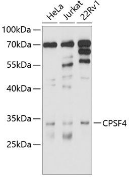 Anti-CPSF4 Antibody (CAB10284)