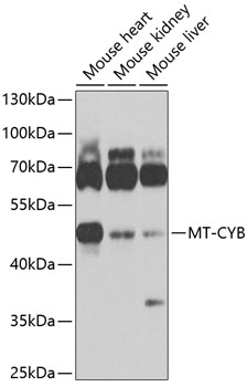 Anti-MT-CYB Polyclonal Antibody (CAB9762)