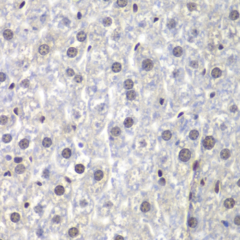 Anti-U2AF1 Antibody (CAB1046)