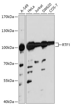 Anti-RTF1 Antibody (CAB17657)