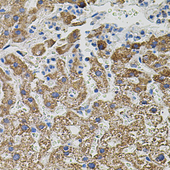 Anti-NTF3 Antibody (CAB12476)