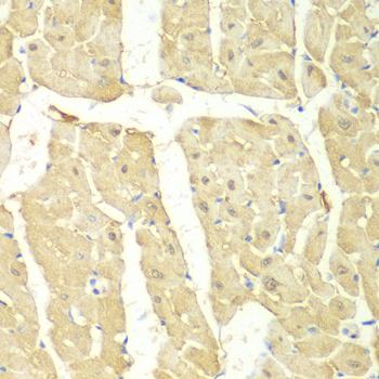 Anti-PSMC2 Antibody (CAB1985)