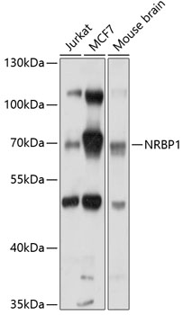 Anti-NRBP1 Antibody (CAB10301)