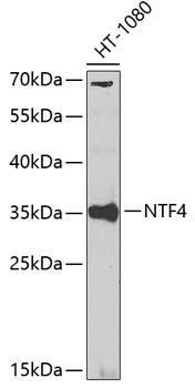 Anti-NTF4 Antibody (CAB0912)