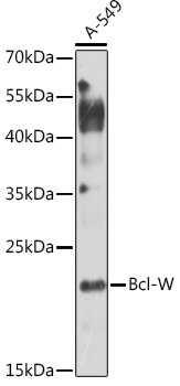 Anti-Bcl-W Antibody (CAB1158)