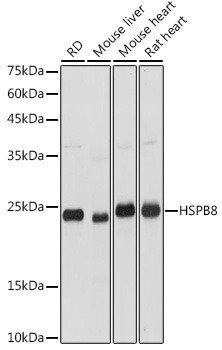 Anti-HSPB8 Antibody (CAB2514)