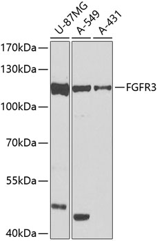 Anti-FGFR3 Antibody (CAB0404)