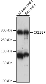 Anti-CREBBP Antibody (CAB17096)