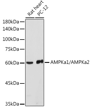 Anti-AMPKa1/AMPKa2 Antibody (CAB12718)