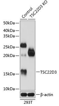 Anti-TSC22D3 Antibody [KO Validated] (CAB19911)