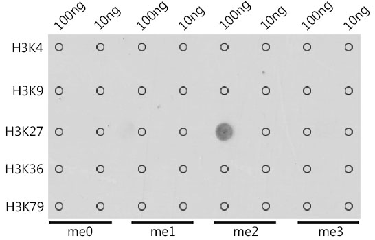 Anti-DiMethyl-Histone H3-K27 Antibody (CAB2362)